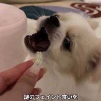 歯磨きガムを怖がるぽっぷくん3
