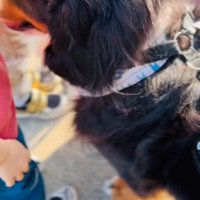 小学生に囲まれる超大型犬3