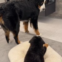 「ねえねえ、構ってよ～」