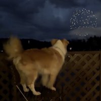 花火が消えると尻尾をブンッ