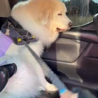 リードを引っ張るママ