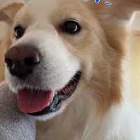 飼い主の体の上に乗るボーダーコリー