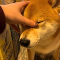 犬の目についていた水分を指で拭う飼い主