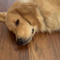 長男に寄り添う大型犬