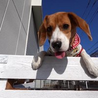 脱走を企てるペコちゃん