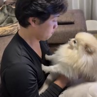 人をじっと見つめて踏ん張る犬