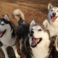 笑顔で飼い主さんを見上げる3匹