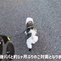 軽やかな足取りでトコトコ♪