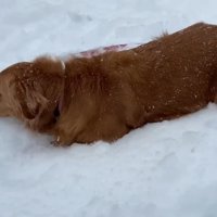 よもぎちゃん＆だいず君の雪への反応