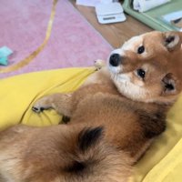 振り向くりんちゃん