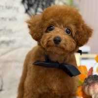 初めてのトリミングへ