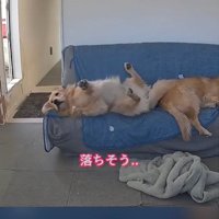 背伸びをする犬