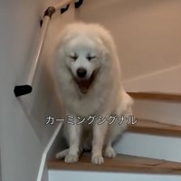 大きなあくびをする犬