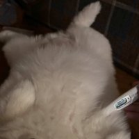 体温計を当てられるぽちゃちゃん