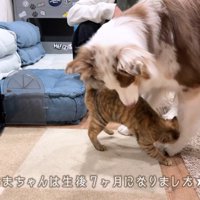 たまちゃんのことが大好き