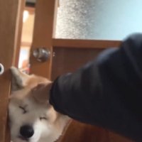 犬の頭を撫でる飼い主