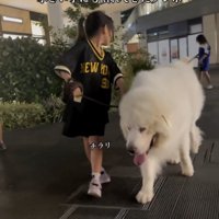 お利口さんなダンボくん