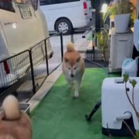 歩く犬2