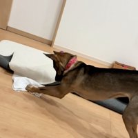 力をいれる犬