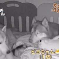 カメラを確認してみたら…
