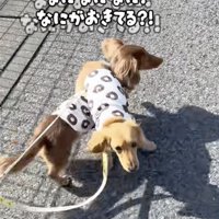 戸惑うよよたん