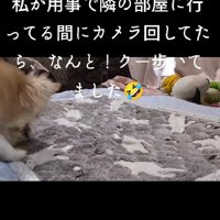 「飼い主さんはどこかな？」