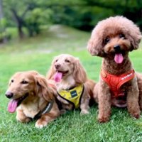 最高の犬生になりそう！