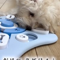 知育玩具で遊ぶ子犬