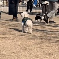 立ち止まる犬