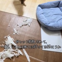 走り出す犬と広がる紙の山