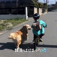 男の子と並ぶ犬