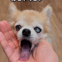 あくびする老犬