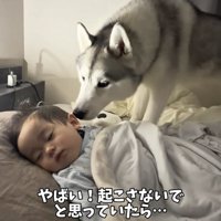 赤ちゃんの顔をのぞきこむ犬