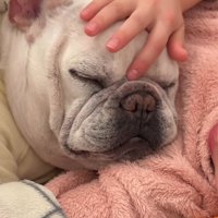 目を閉じた犬の額を撫でる女の子