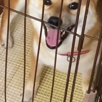 イライラする柴犬