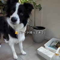 見上げる犬