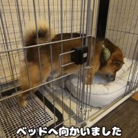 新しいベッドを買ってもらったおにぎりくん8