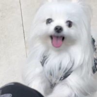 膝に乗ろうとピョンピョン