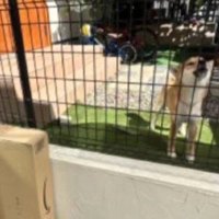 番犬として頑張るわんこが！