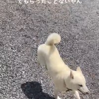 親戚のおじさんを見送るおもちちゃん⑩