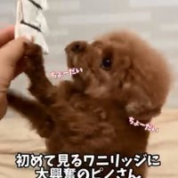おやつを欲しがるピノちゃん