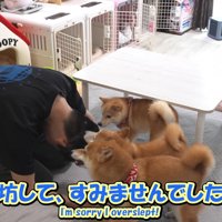 帰省が遅れたので土下座したら…
