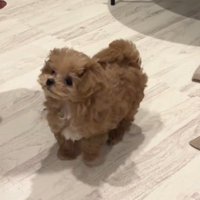 手を引いた飼い主を見つめる子犬