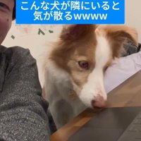 勉強中に隣にきたラスカルくん7