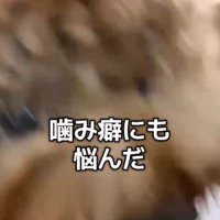 噛み癖もひどい…