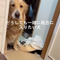 脱衣所から入浴中の飼い主を見つめる犬