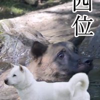 川の中を泳ぐ犬