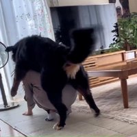 限界を迎えた飼い主さん