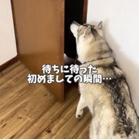 ドアの前で待つ犬