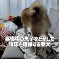 男の子をソファから落とす犬